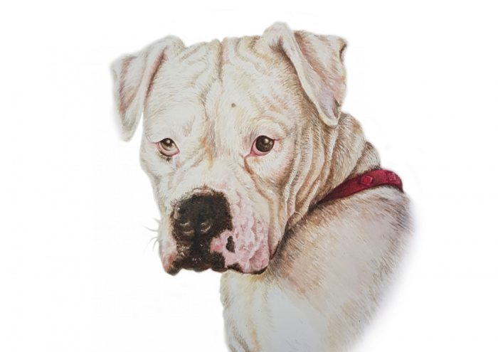 Large pet portrait - Image 3