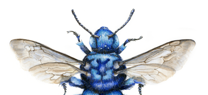 CLOAK AND DAGGER CUCKOO BEE (Print) - Image 3