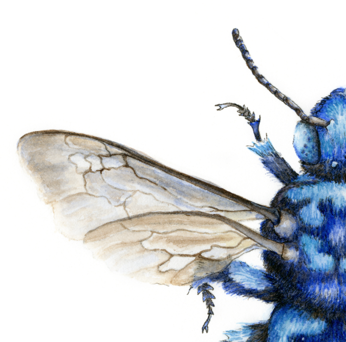 CLOAK AND DAGGER CUCKOO BEE (Print) - Image 2