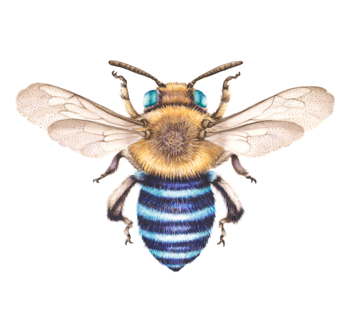 BLUE BANDED BEE (Print)