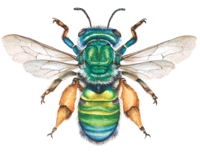 CTENOCOLLETES SMARAGDINUS (Print)