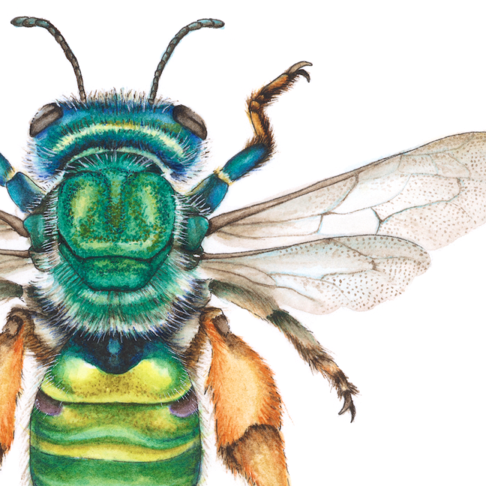 CTENOCOLLETES SMARAGDINUS (Print) - Image 2
