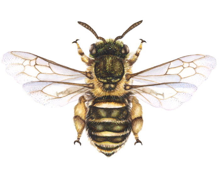 GOLDEN PEA BEE (Print)