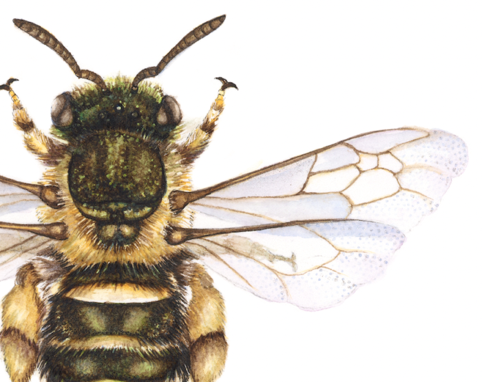 GOLDEN PEA BEE (Print) - Image 2