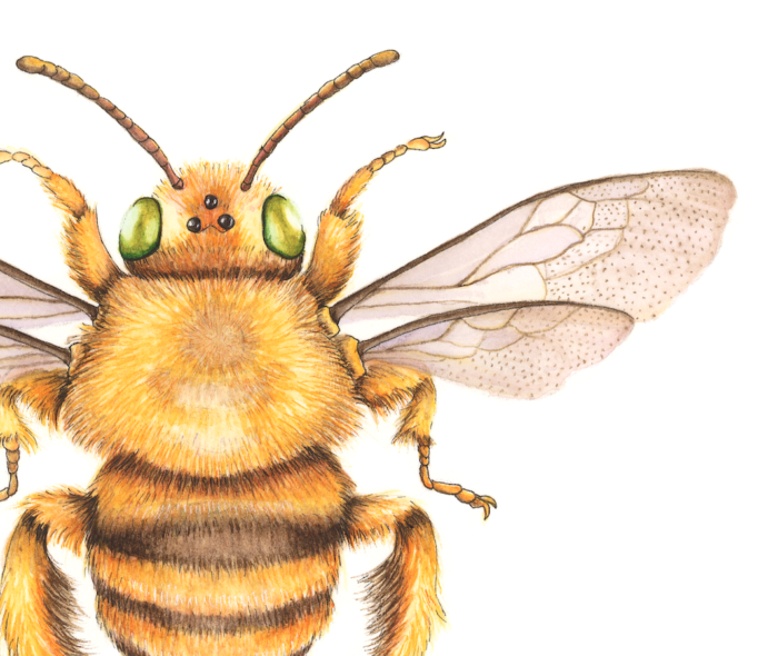 TEDDY BEAR BEE (Print) - Image 2
