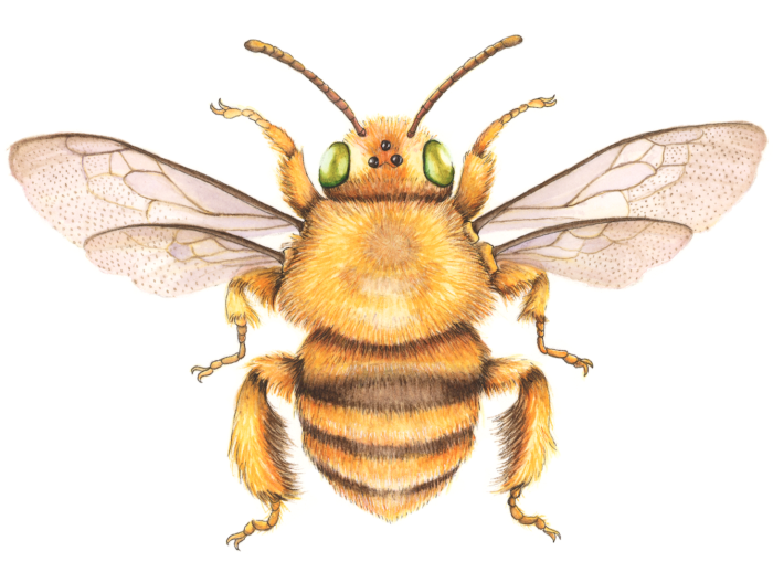 TEDDY BEAR BEE (Print)