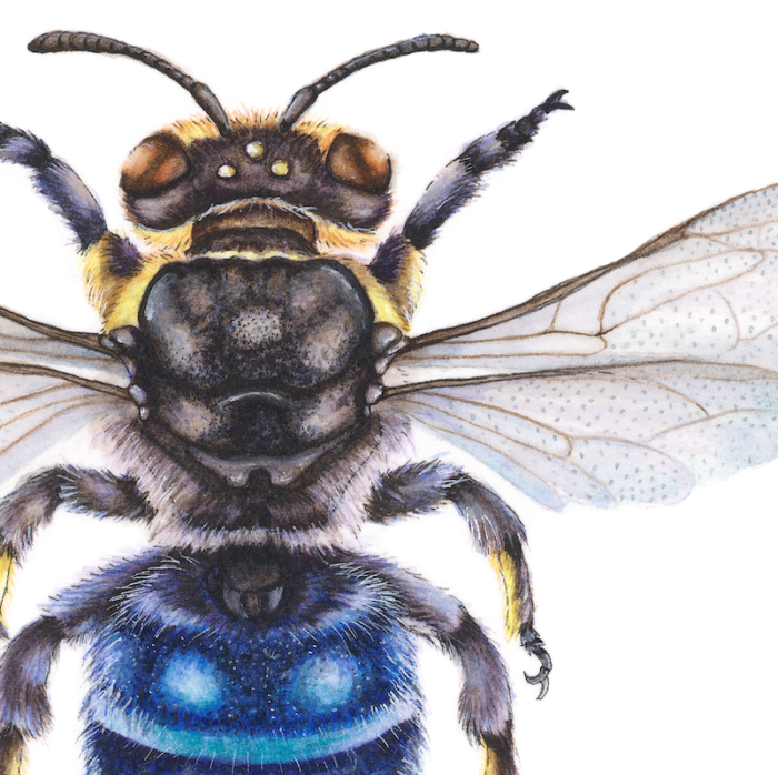 BANKSIA BEE HYLAEUS ALCYONEUS (Print) - Image 2