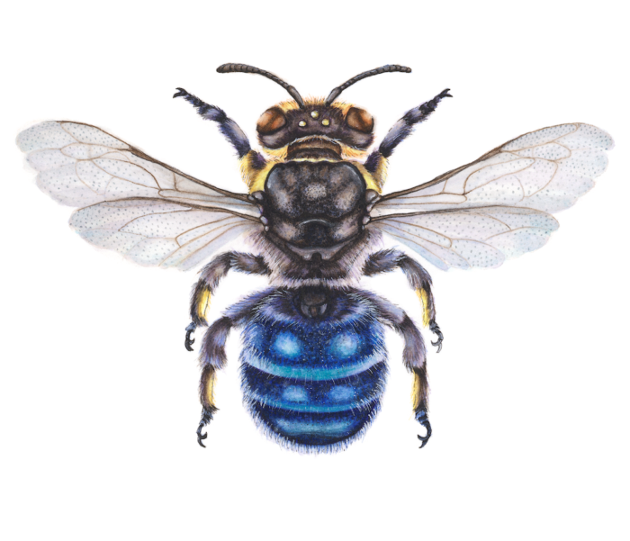 BANKSIA BEE HYLAEUS ALCYONEUS (Print)