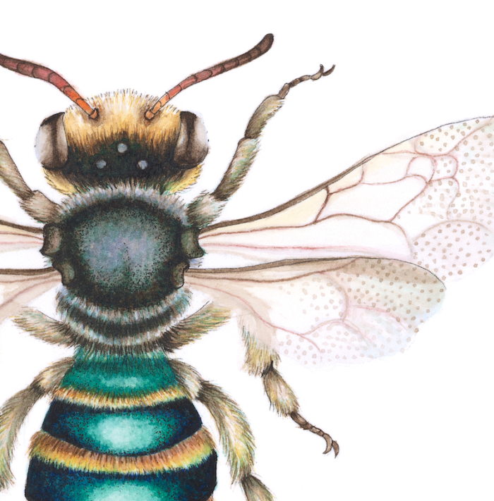 GREEN AND GOLD LIPOTRICHES BEE (Print) - Image 2