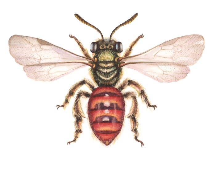 HOMALICTUS PUNCTATUS (Print)