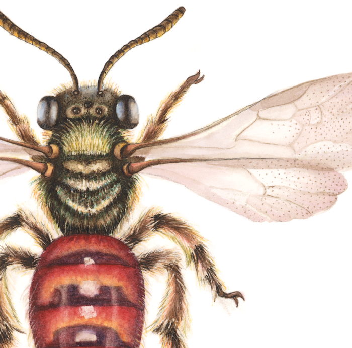 HOMALICTUS PUNCTATUS (Print) - Image 2