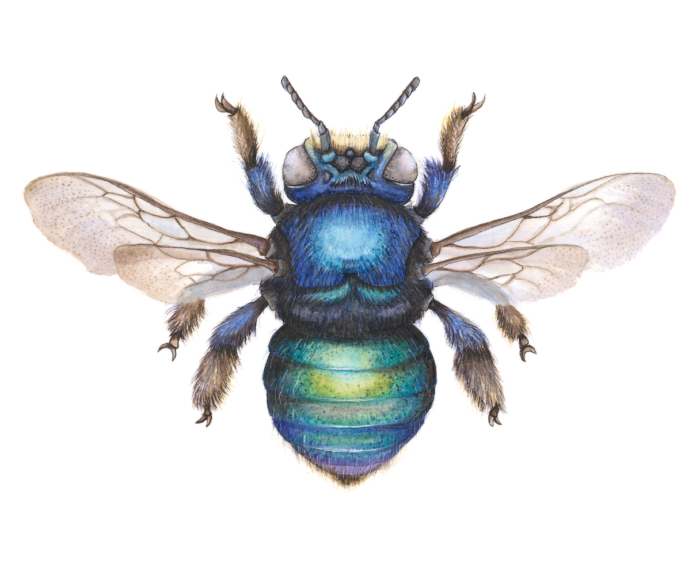METALLIC GREEN CARPENTER BEE XYLOCOPA LESTIS (Print)