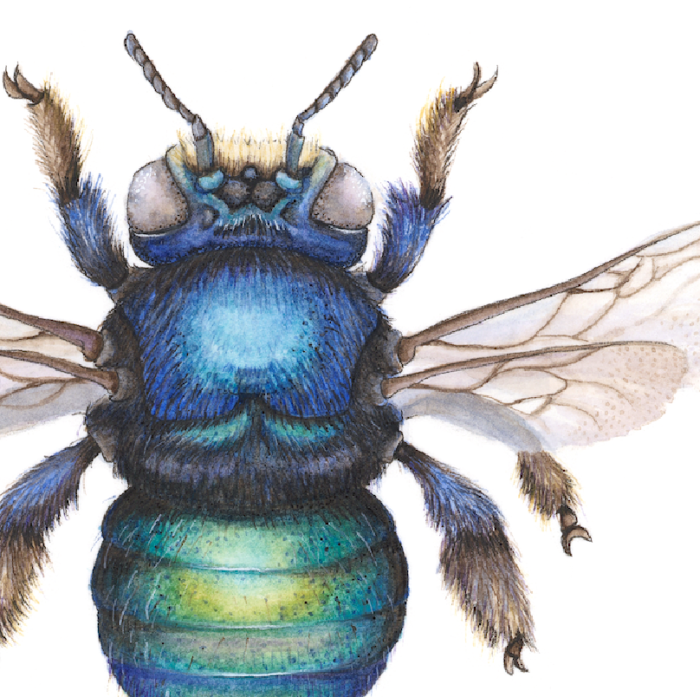 METALLIC GREEN CARPENTER BEE XYLOCOPA LESTIS (Print) - Image 2