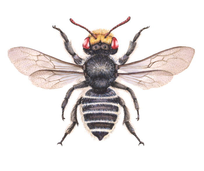 RED-EYED RESIN BEE MEGACHILE AURIFRONS (Print)