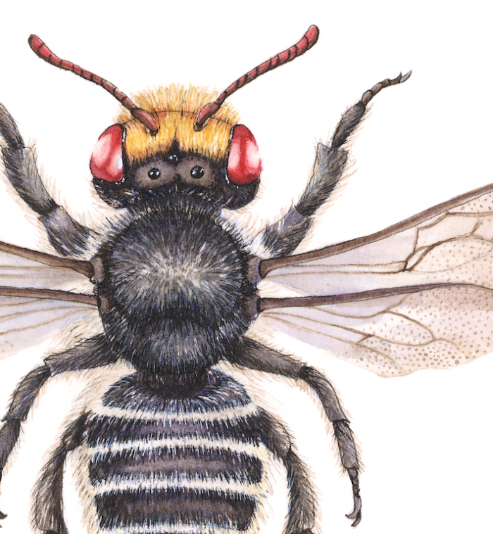 RED-EYED RESIN BEE MEGACHILE AURIFRONS (Print) - Image 2