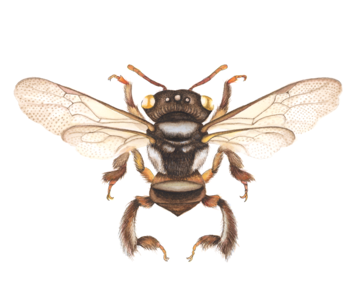 TETRAGONULA STINGLESS BEE (Print)