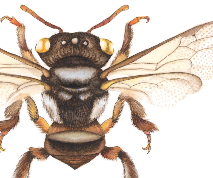 TETRAGONULA STINGLESS BEE (Print) - Image 2