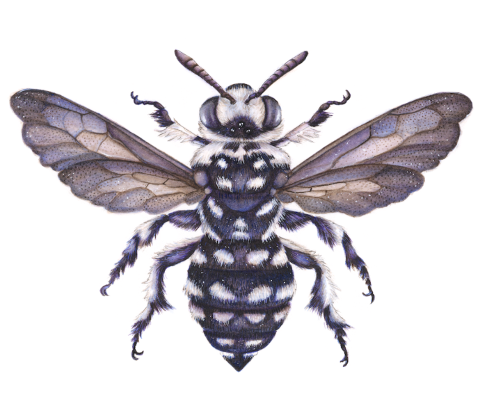 THYREUS WAROONENSIS CUCKOO BEE (Print)