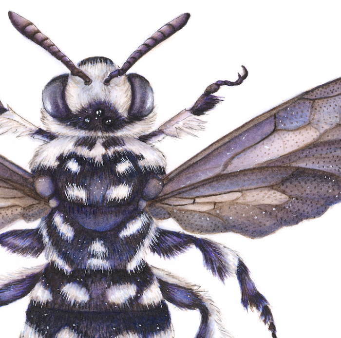 THYREUS WAROONENSIS CUCKOO BEE (Print) - Image 2